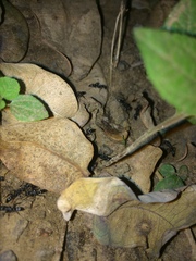 Leptogenys maxillosa