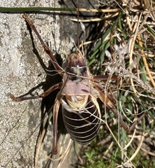 Ephippiger diurnus cunii