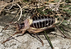 Ephippiger diurnus cunii