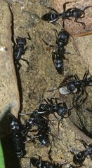 Leptogenys maxillosa