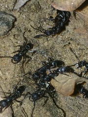 Leptogenys maxillosa