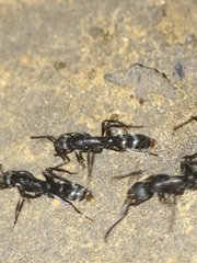 Leptogenys maxillosa