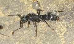 Leptogenys maxillosa