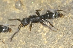 Leptogenys maxillosa