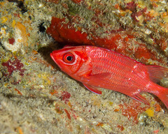 Sargocentron tiere