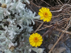 Thymophylla micropoides