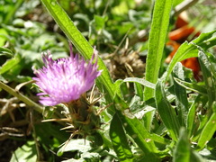 Centaurea × pouzinii