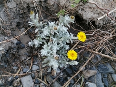 Thymophylla micropoides