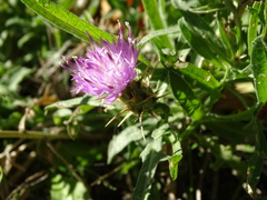 Centaurea × pouzinii