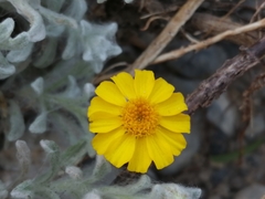 Thymophylla micropoides