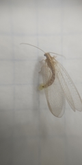 Chrysoperla carnea
