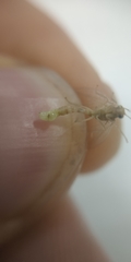 Chrysoperla carnea