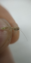Chrysoperla carnea