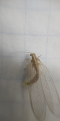 Chrysoperla carnea