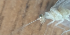 Chrysoperla carnea
