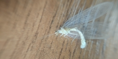 Chrysoperla carnea