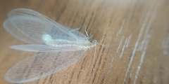 Chrysoperla carnea