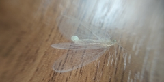 Chrysoperla carnea