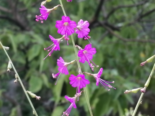 leachlobe cyphomeris (Cyphomeris crassifolia)