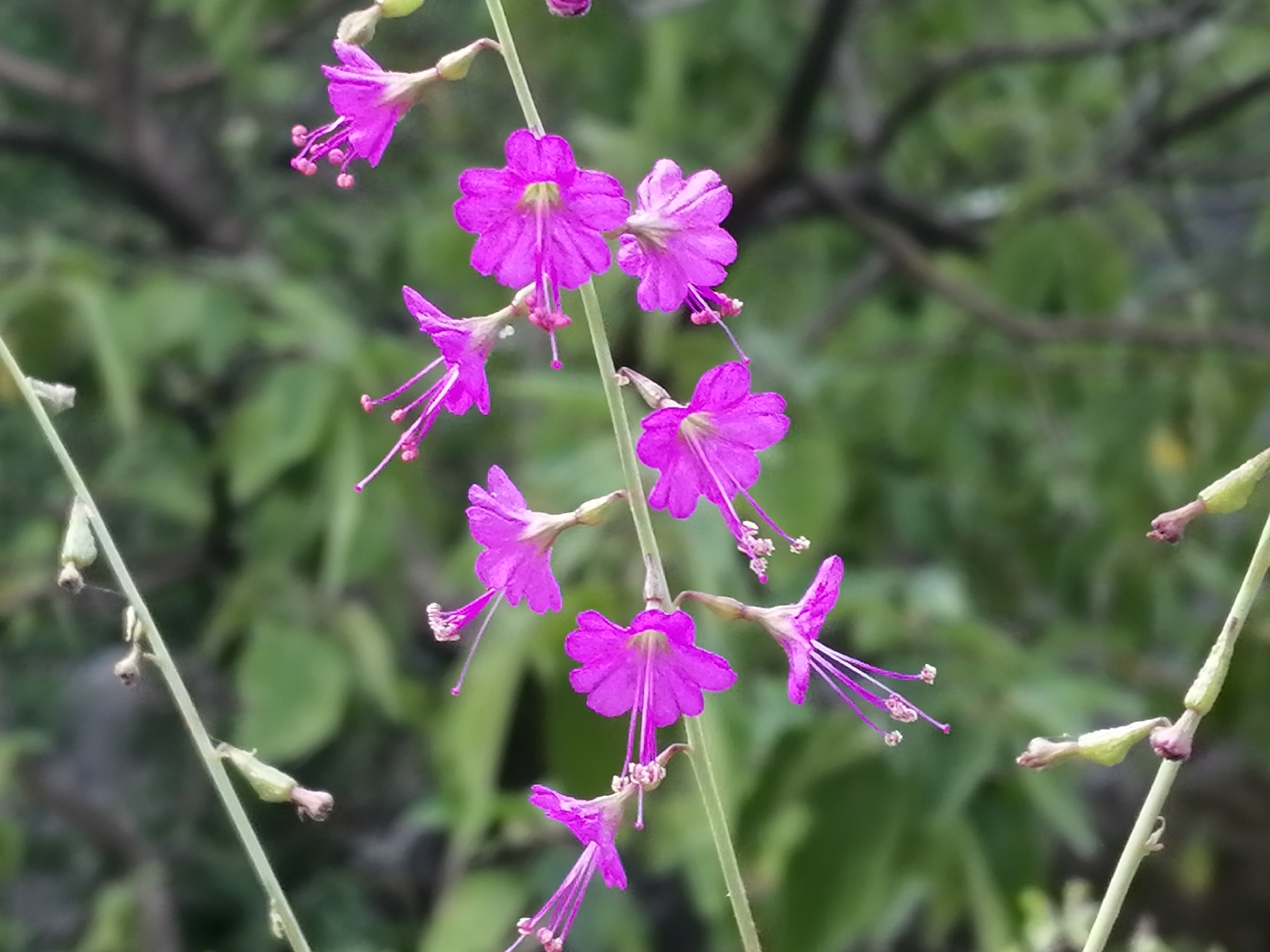 Cyphomeris crassifolia