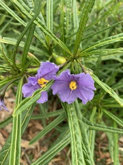 Solanum vescum