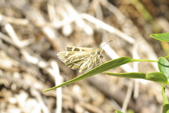 Trapezites argenteoornatus