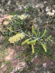Acacia verticillata verticillata