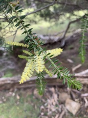 Acacia verticillata verticillata