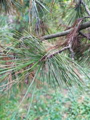 Pinus peuce
