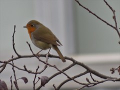 Erithacus rubecula