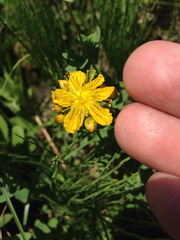 Hypericum formosum