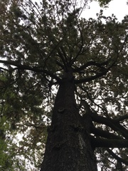 Pinus peuce