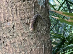 Eutropis rugifera