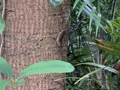 Eutropis rugifera