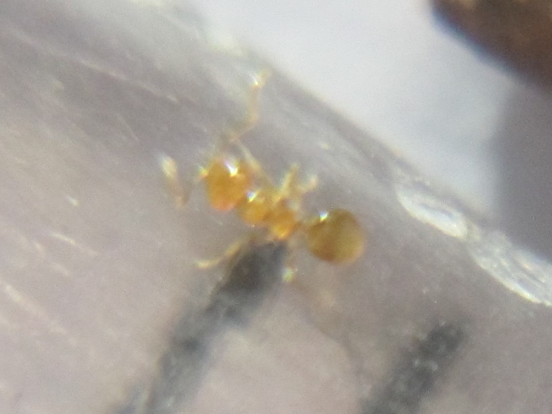 Plagiolepis