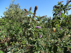 Buddleja davidii