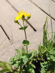 Hypericum formosum