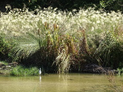Typha latifolia