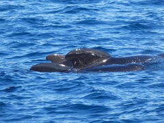 Globicephala melas melas
