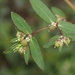 Euphorbia hyssopifolia - Photo (c) James Bailey, osa oikeuksista pidätetään (CC BY-NC), uploaded by James Bailey