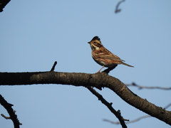 Emberiza rustica