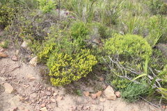 Aspalathus ericifolia