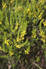 Aspalathus ericifolia