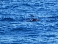 Globicephala melas melas