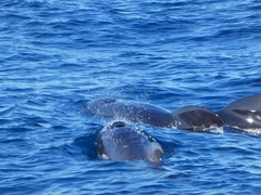 Globicephala melas melas