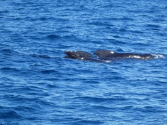 Globicephala melas melas