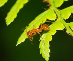 Notoncus spinisquamis