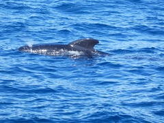 Globicephala melas melas