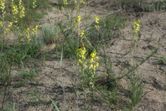 Erysimum canum