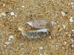 Agaronia gibbosa